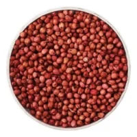 Sorgo_granel