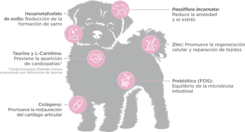 Para Perros de raza miniatura, beneficios de las croquetas Nupec Adulto Mini