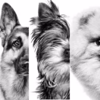 Royal Canin - Razas Específicas