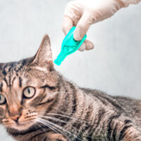 Antipulgas y parásitos