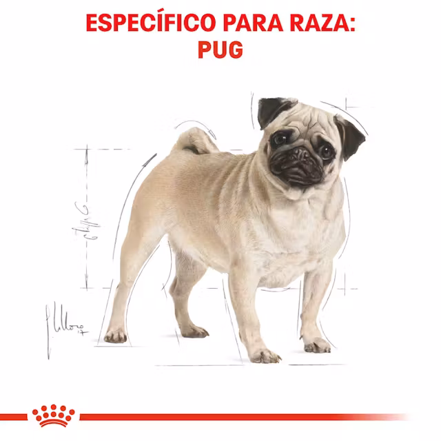 Royal Canin - Pug Adulto - Image 2