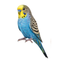 Aves de ornato y corral