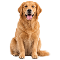 Perros