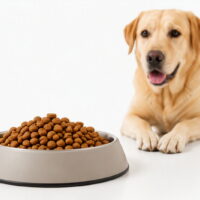 Alimentos para perros