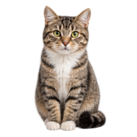 Gatos