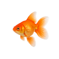 Peces