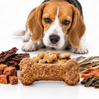 Premios para perro
