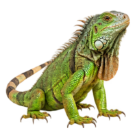 Reptiles